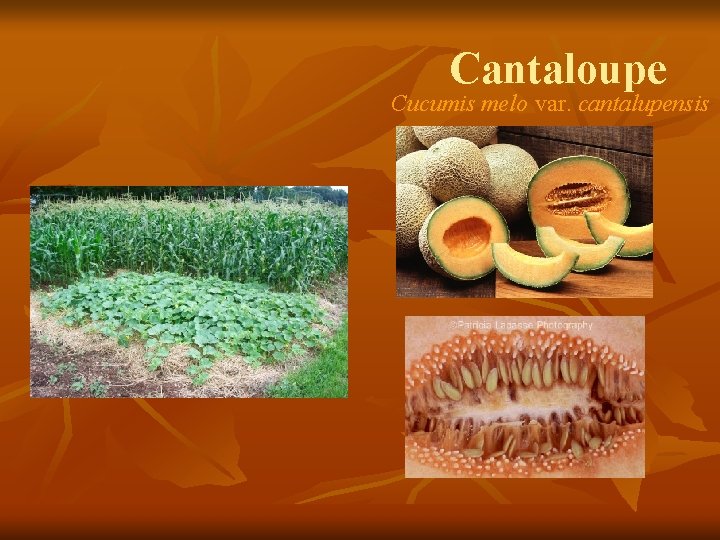 Cantaloupe Cucumis melo var. cantalupensis 