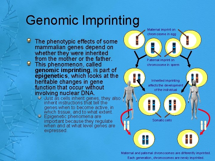 Genomic Imprinting Maternal imprint on chromosome in egg The phenotypic effects of some mammalian