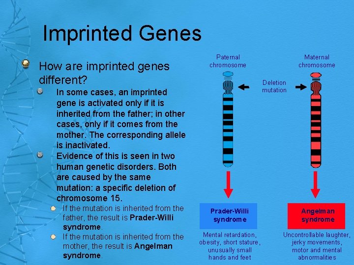 Imprinted Genes How are imprinted genes different? Paternal chromosome Deletion mutation In some cases,