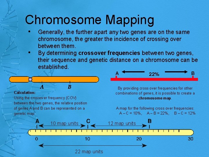 Chromosome Mapping • • Generally, the further apart any two genes are on the