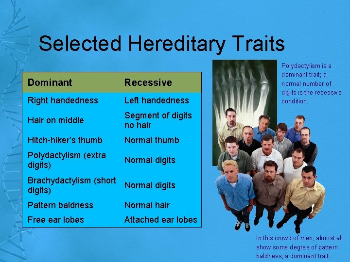 Selected Hereditary Traits Dominant Recessive Right handedness Left handedness Hair on middle Segment of
