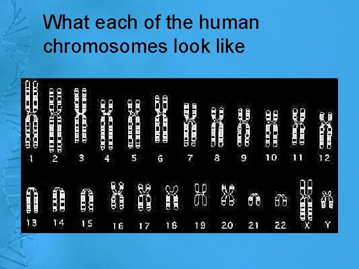 What each of the human chromosomes look like 