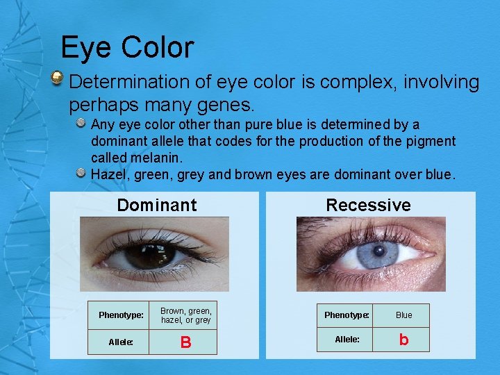 Eye Color Determination of eye color is complex, involving perhaps many genes. Any eye