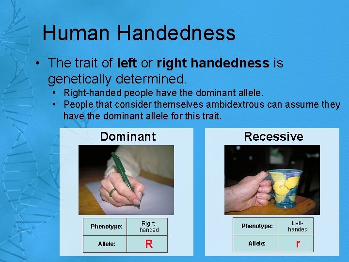 Human Handedness • The trait of left or right handedness is genetically determined. •