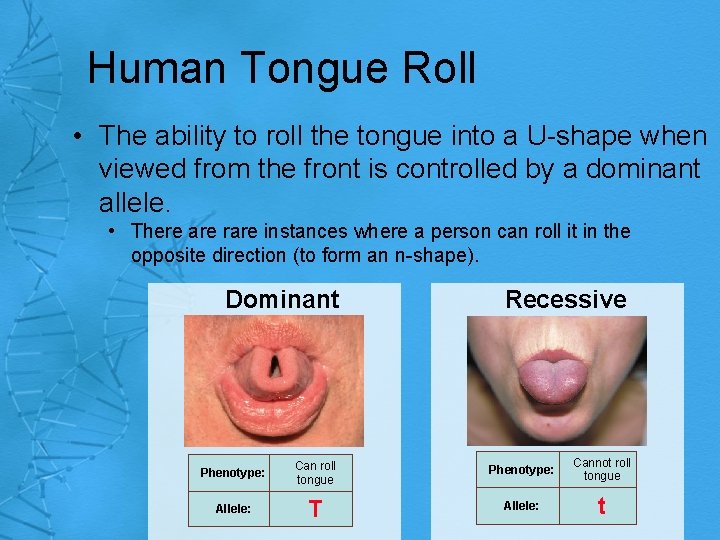 Human Tongue Roll • The ability to roll the tongue into a U-shape when