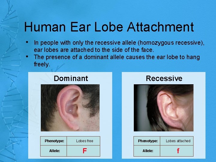 Human Ear Lobe Attachment • • In people with only the recessive allele (homozygous