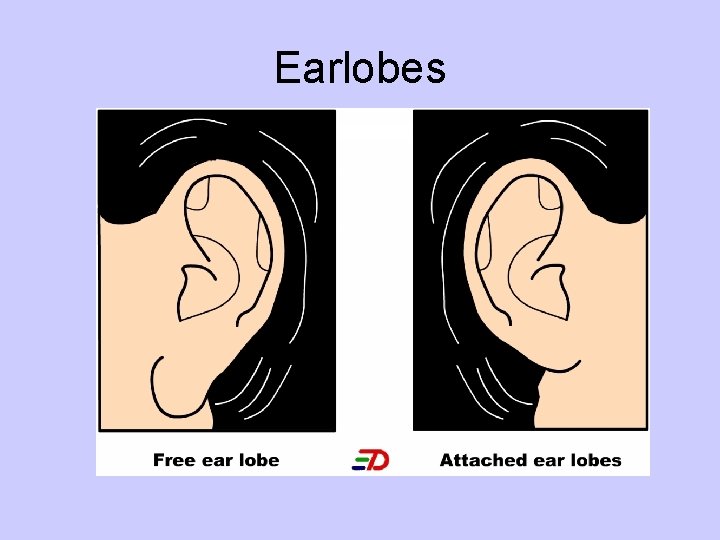Earlobes 