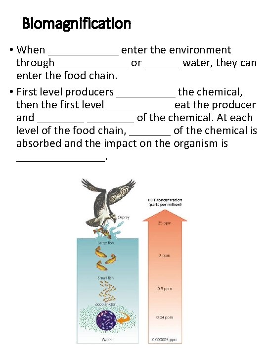 Biomagnification • When ______ enter the environment through ______ or ______ water, they can