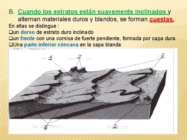 B. Cuando los estratos están suavemente inclinados y alternan materiales duros y blandos, se