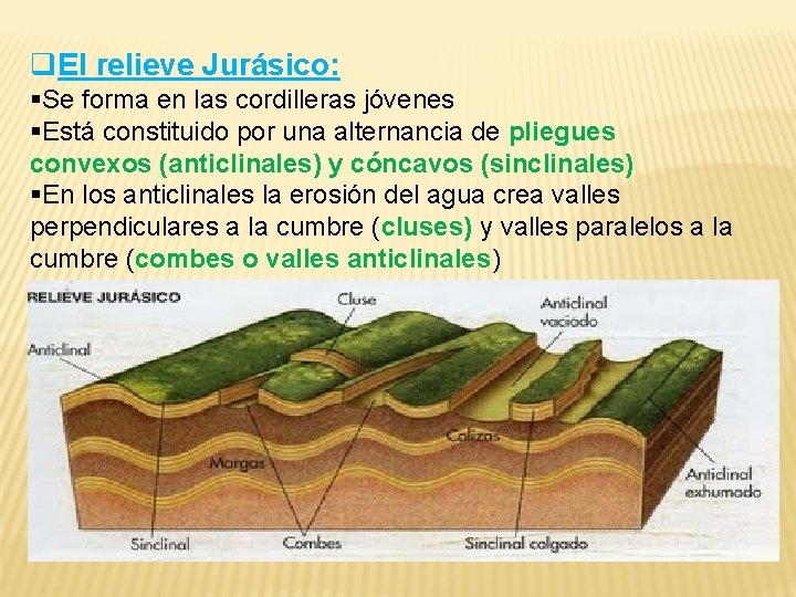 q. El relieve Jurásico: §Se forma en las cordilleras jóvenes §Está constituido por una