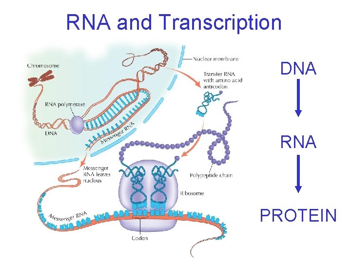 RNA and Transcription DNA RNA PROTEIN 
