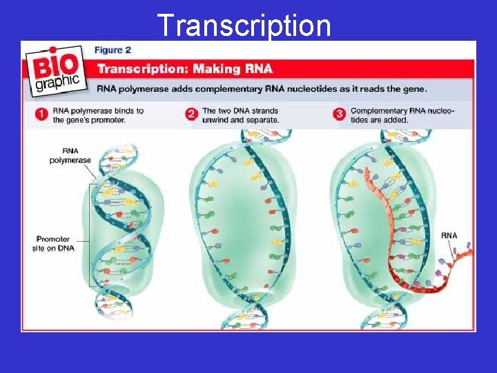 Transcription 