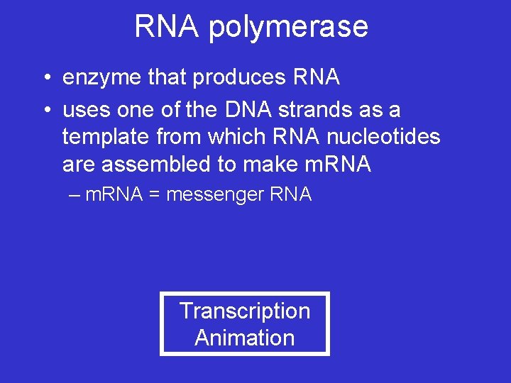 RNA polymerase • enzyme that produces RNA • uses one of the DNA strands