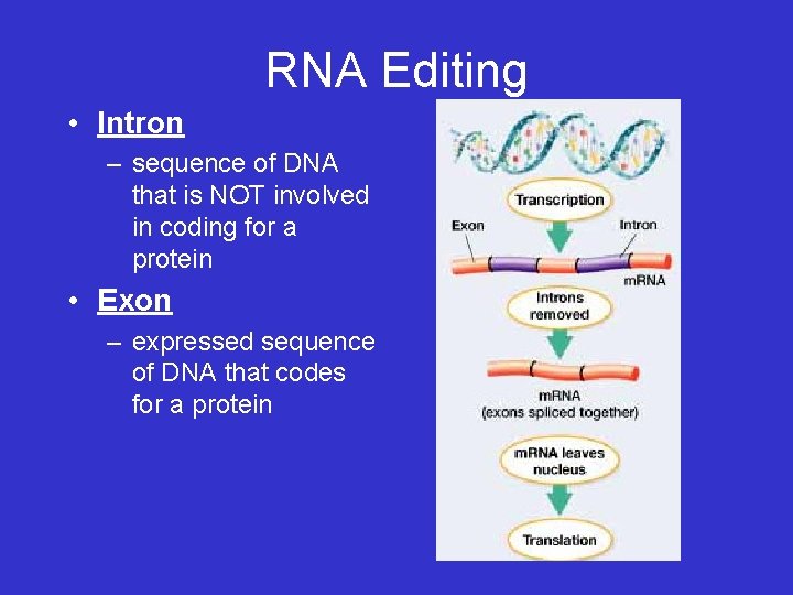 RNA Editing • Intron – sequence of DNA that is NOT involved in coding