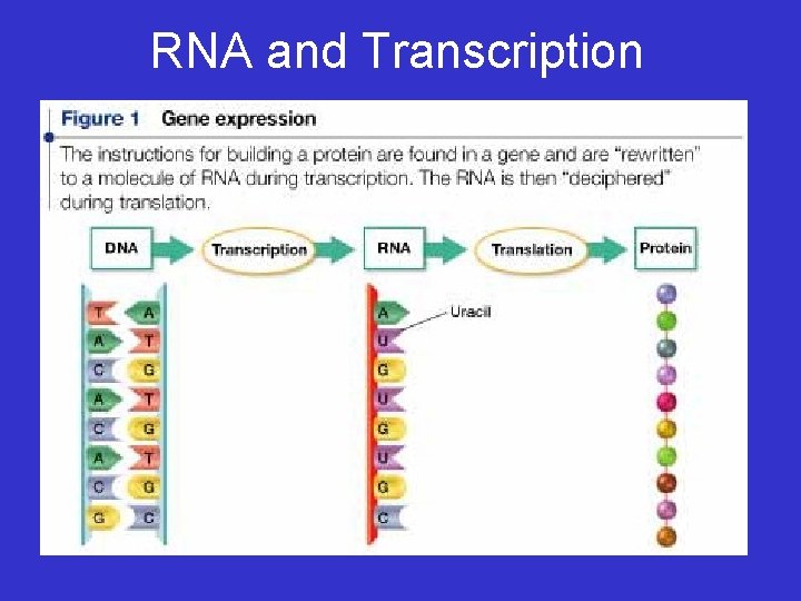 RNA and Transcription 