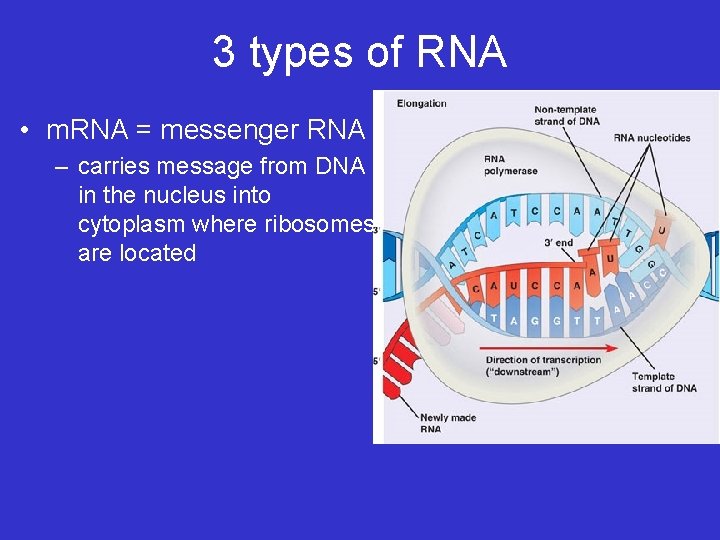 3 types of RNA • m. RNA = messenger RNA – carries message from