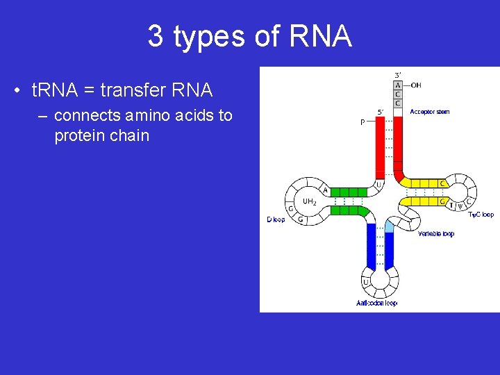 3 types of RNA • t. RNA = transfer RNA – connects amino acids