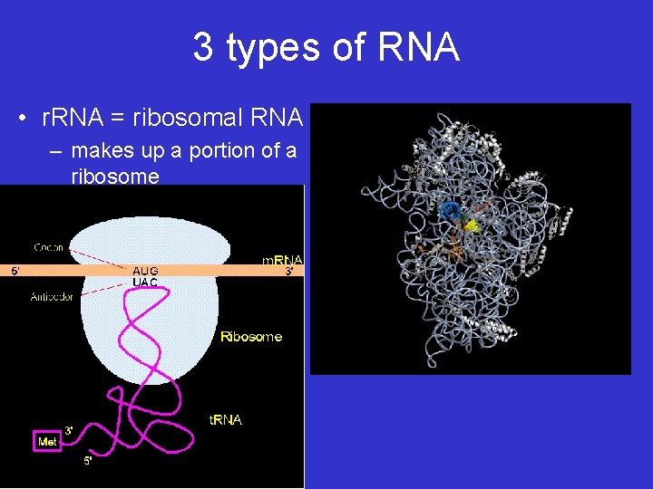 3 types of RNA • r. RNA = ribosomal RNA – makes up a