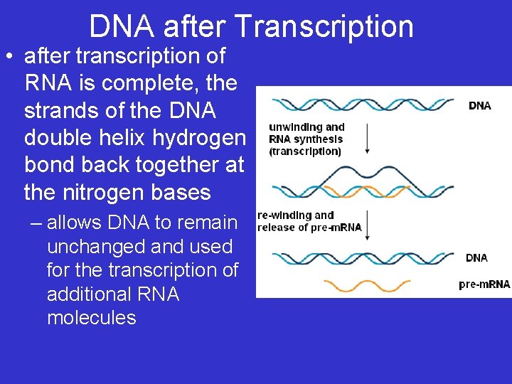 DNA after Transcription • after transcription of RNA is complete, the strands of the