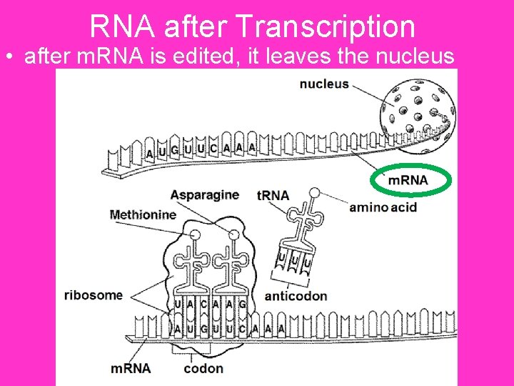 RNA after Transcription • after m. RNA is edited, it leaves the nucleus 