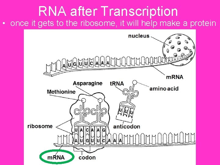 RNA after Transcription • once it gets to the ribosome, it will help make