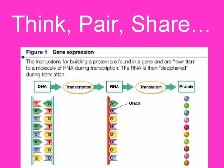 Think, Pair, Share… 