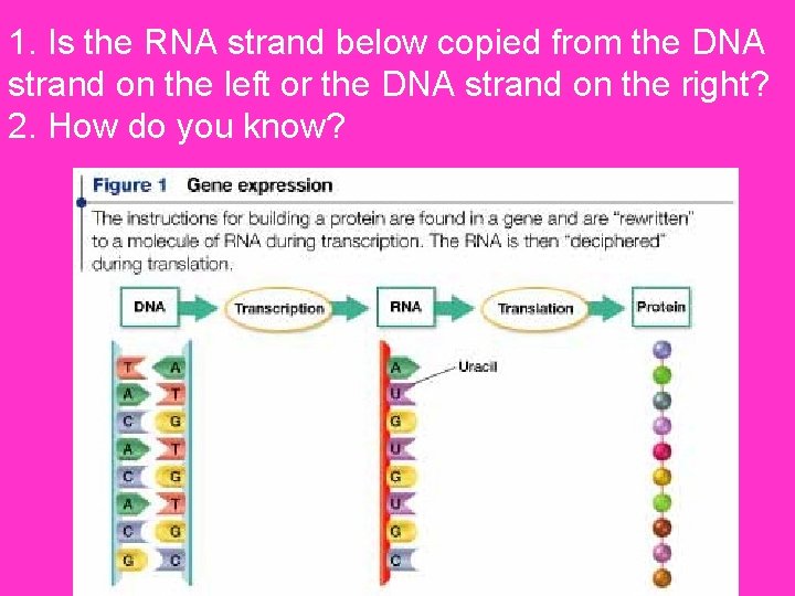 1. Is the RNA strand below copied from the DNA strand on the left