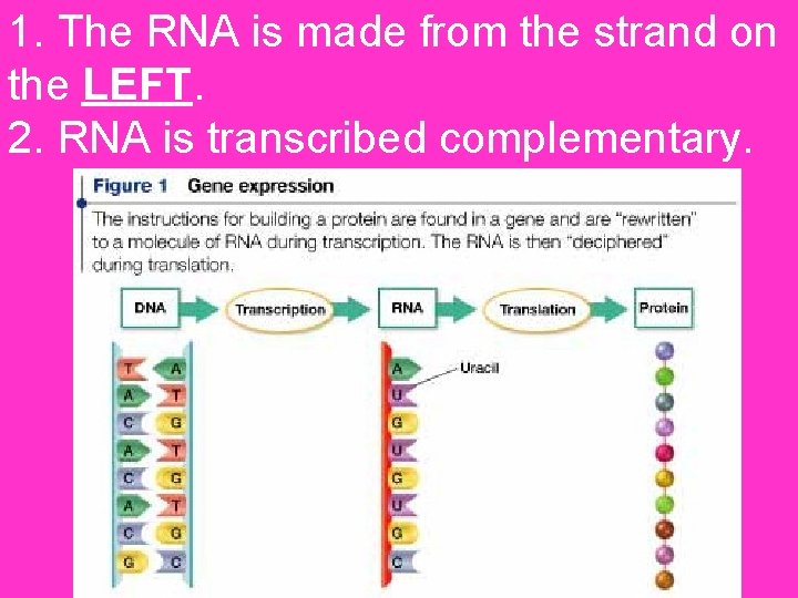 1. The RNA is made from the strand on the LEFT. 2. RNA is