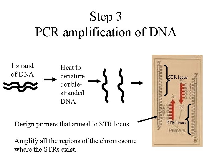 Chapter 8 DNA Fingerprinting and Forensic Analysis Forensic