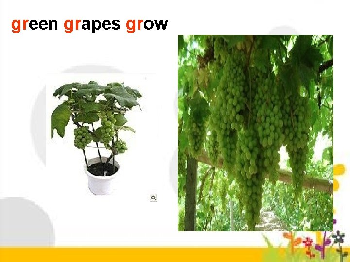 green grapes grow 