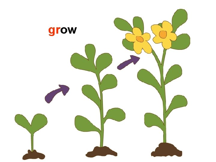 grow 