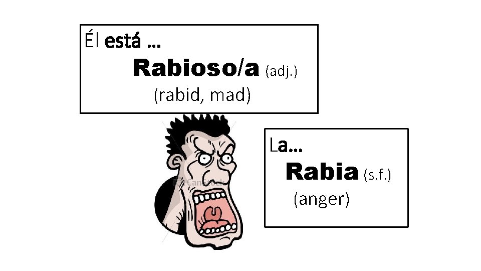 Él está … Rabioso/a (adj. ) (rabid, mad) La… Rabia (s. f. ) (anger)