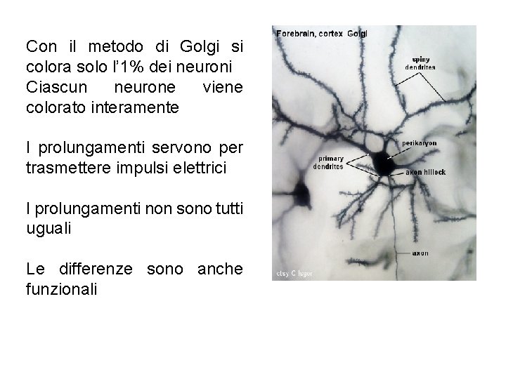 Con il metodo di Golgi si colora solo l’ 1% dei neuroni Ciascun neurone