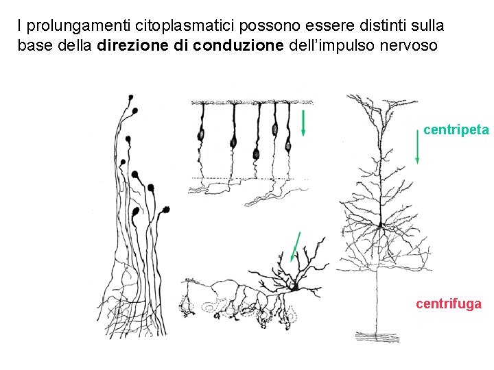 I prolungamenti citoplasmatici possono essere distinti sulla base della direzione di conduzione dell’impulso nervoso