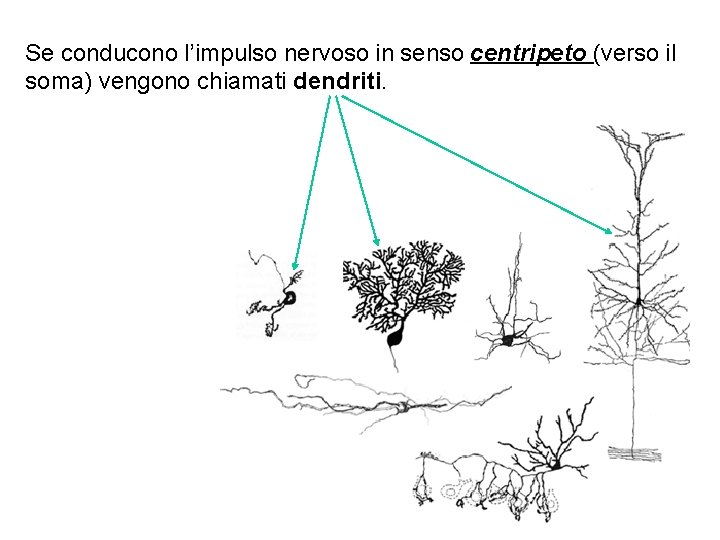 Se conducono l’impulso nervoso in senso centripeto (verso il soma) vengono chiamati dendriti. 