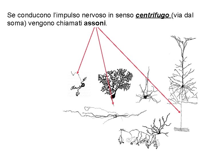 Se conducono l’impulso nervoso in senso centrifugo (via dal soma) vengono chiamati assoni. 