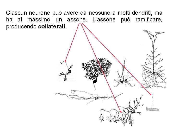 Ciascun neurone può avere da nessuno a molti dendriti, ma ha al massimo un