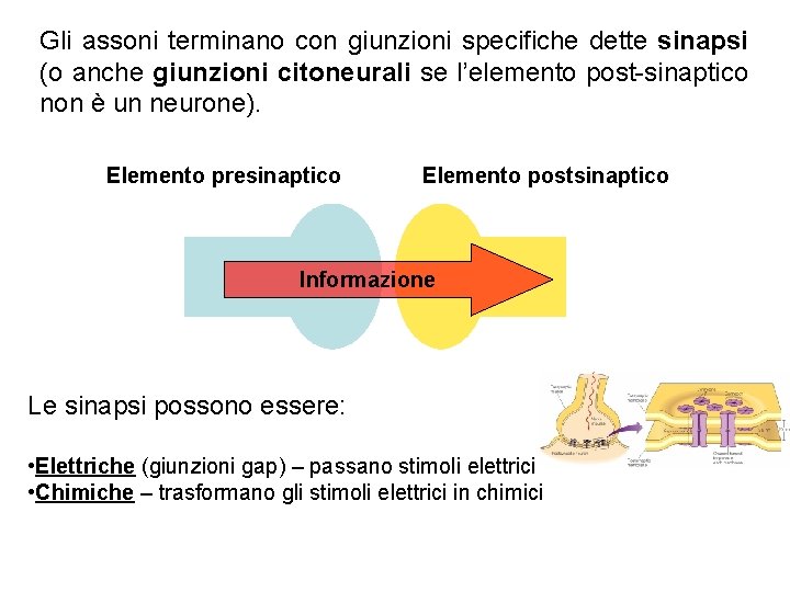Gli assoni terminano con giunzioni specifiche dette sinapsi (o anche giunzioni citoneurali se l’elemento