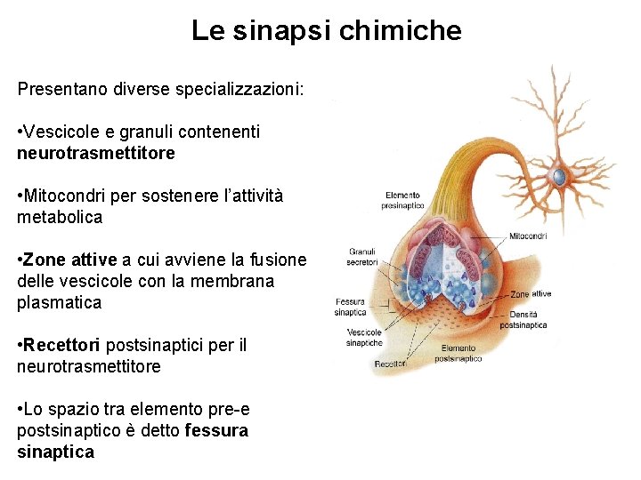 Le sinapsi chimiche Presentano diverse specializzazioni: • Vescicole e granuli contenenti neurotrasmettitore • Mitocondri