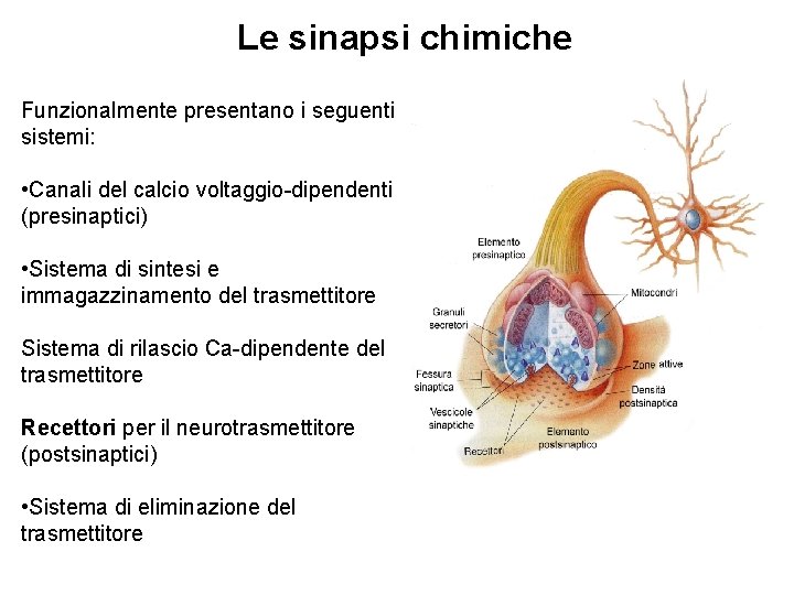 Le sinapsi chimiche Funzionalmente presentano i seguenti sistemi: • Canali del calcio voltaggio-dipendenti (presinaptici)