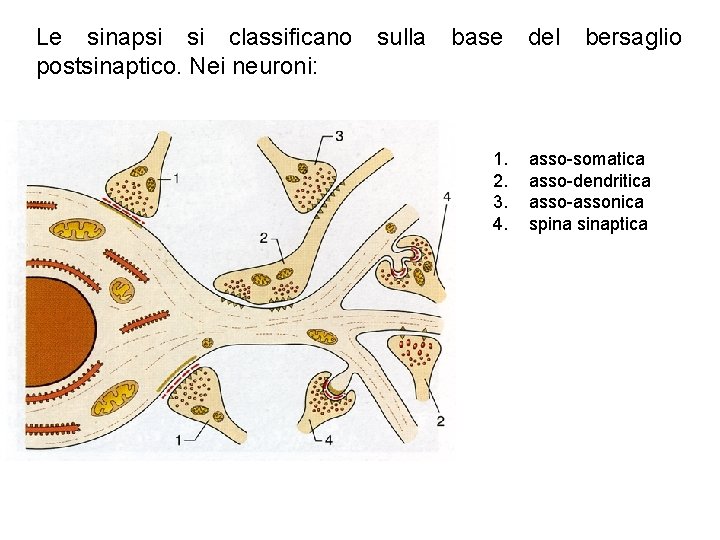 Le sinapsi si classificano postsinaptico. Nei neuroni: sulla base 1. 2. 3. 4. del