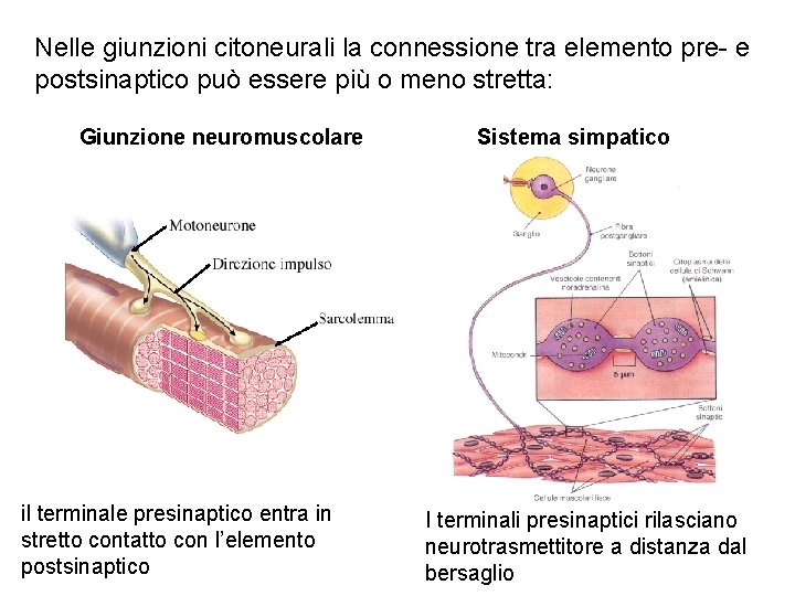Nelle giunzioni citoneurali la connessione tra elemento pre- e postsinaptico può essere più o