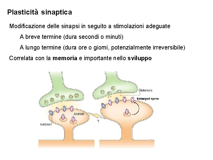 Plasticità sinaptica Modificazione delle sinapsi in seguito a stimolazioni adeguate A breve termine (dura