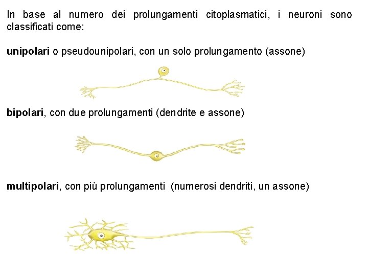 In base al numero dei prolungamenti citoplasmatici, i neuroni sono classificati come: unipolari o