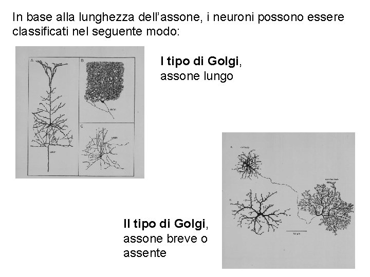 In base alla lunghezza dell’assone, i neuroni possono essere classificati nel seguente modo: I