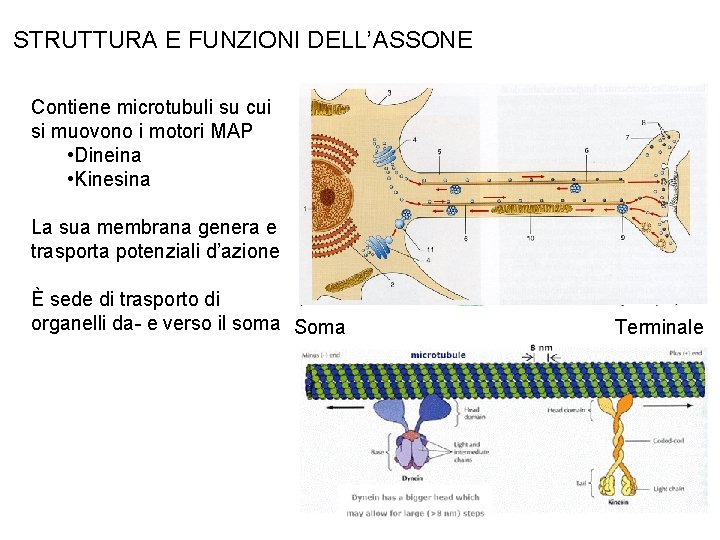 STRUTTURA E FUNZIONI DELL’ASSONE Contiene microtubuli su cui si muovono i motori MAP •