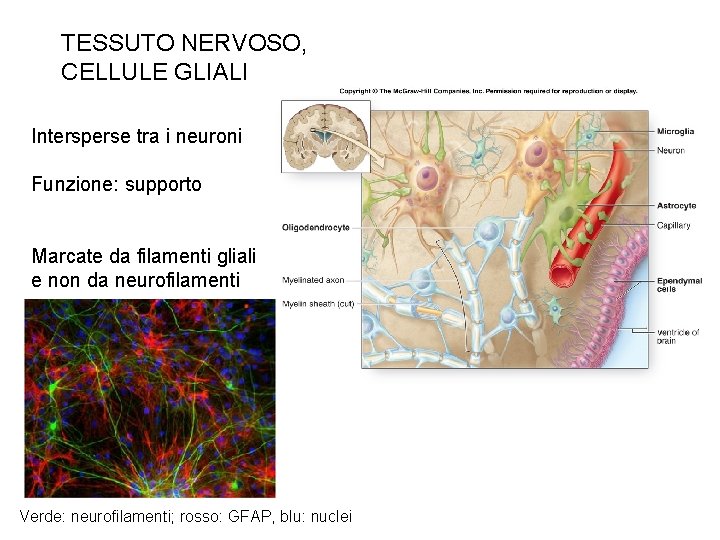 TESSUTO NERVOSO, CELLULE GLIALI Intersperse tra i neuroni Funzione: supporto Marcate da filamenti gliali