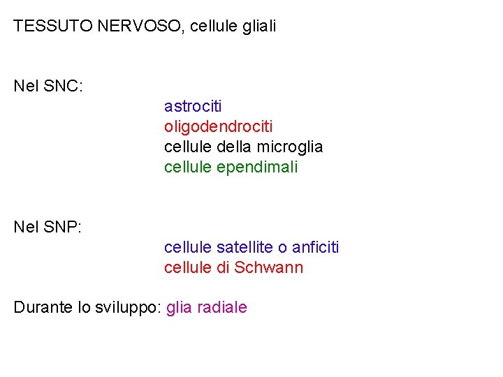 TESSUTO NERVOSO, cellule gliali Nel SNC: astrociti oligodendrociti cellule della microglia cellule ependimali Nel