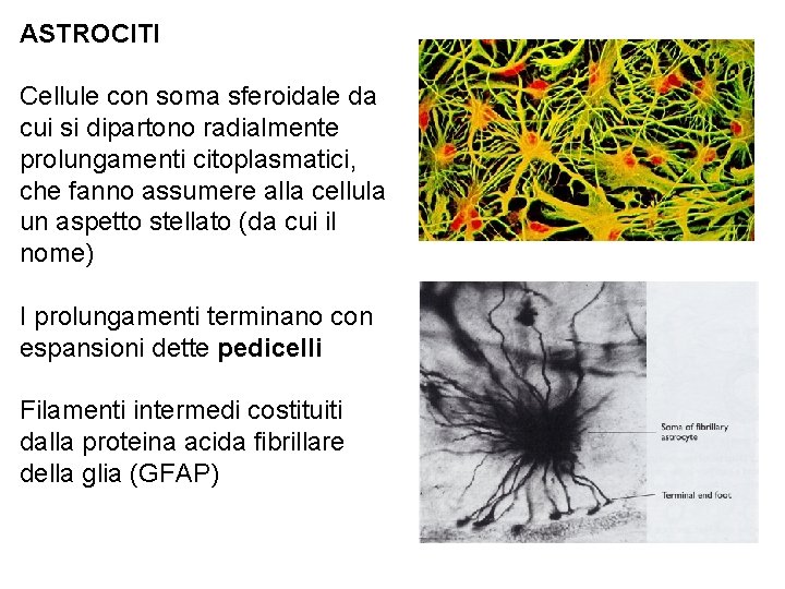 ASTROCITI Cellule con soma sferoidale da cui si dipartono radialmente prolungamenti citoplasmatici, che fanno