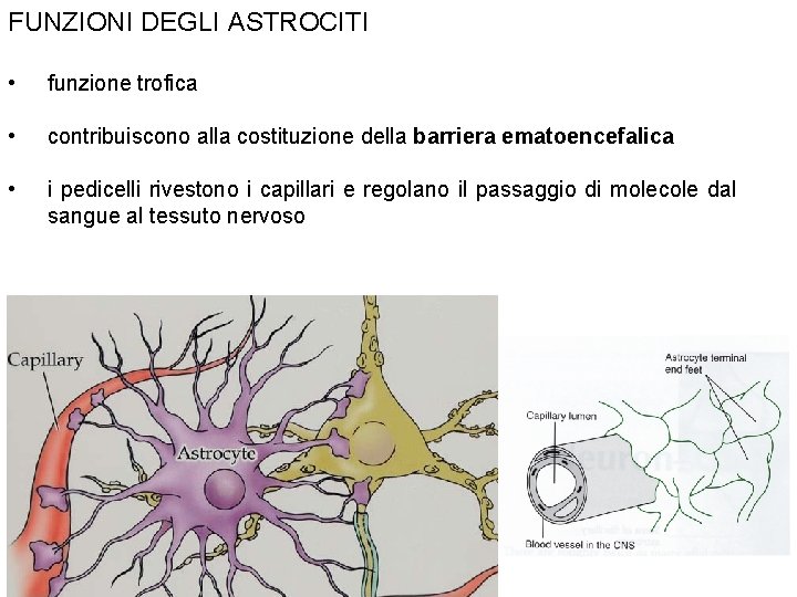 FUNZIONI DEGLI ASTROCITI • funzione trofica • contribuiscono alla costituzione della barriera ematoencefalica •